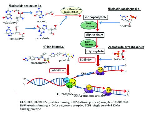 Nucleoside Analogues Mechanism Of Action | My XXX Hot Girl