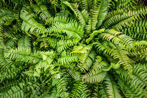 Ferns In The Tropical Rainforest