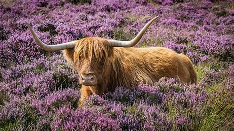 HD wallpaper: highland beef, scottish, galloway, horns, black, shaggy, wild | Wallpaper Flare