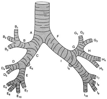 Segmental Bronchi