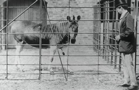 The Last Photographs of a Quagga Mare (an Extinct Subspecies of Zebra ...