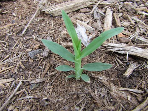 Purdue Turf Tips: Weed of the Month for July 2013 is Goosegrass