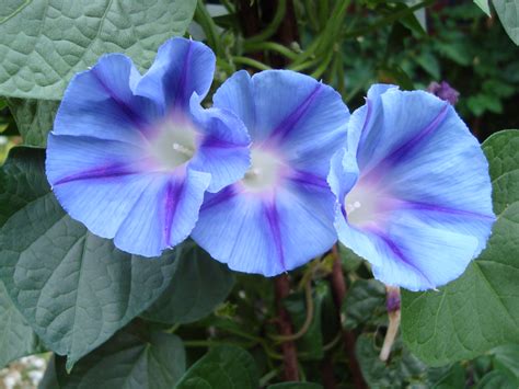 File:Ipomoea purpurea Light Blue Star1b.UME.JPG - Wikimedia Commons