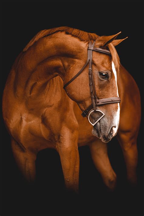 Equine Portraiture 2022 — Sara Shier Photography