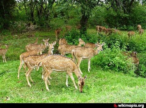 Chandoli National Park