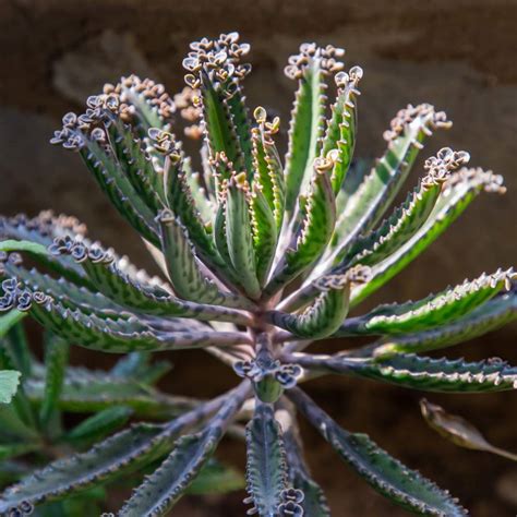 Kalanchoe daigremontiana: cuidados y todos los consejos para mantenerlo en buen estado