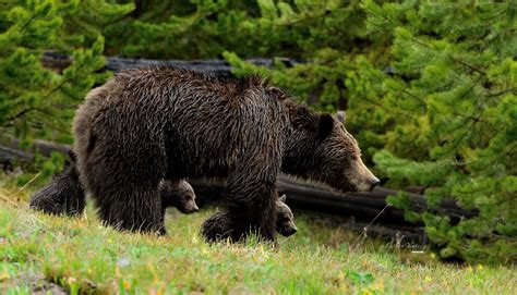 🔥 Download Grizzly Bears Bear Cubs Wallpaper by @snelson33 | Grizzly ...