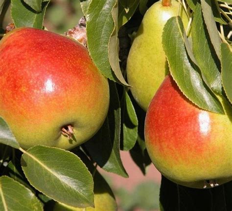 Gem European Pear | Fruit trees for sale, Fruit trees, Pear varieties