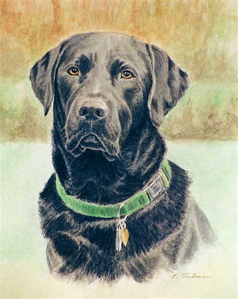 Black Labrador Retriever Art Print, Labrador Retriever Art, Black Lab Art, Black Lab Portrait ...