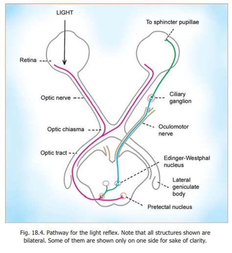 Reflexes related to the Eyeball: Pupillary and Corneal Reflex