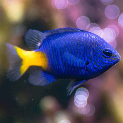 Yellow Tail Damsel (Chrysiptera parasema) | Saltwater fish tanks ...