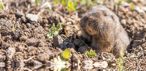 Gopher Removal, Control and Killer in Redlands. Poison-Free Gopher Pest Service Exterminator and ...