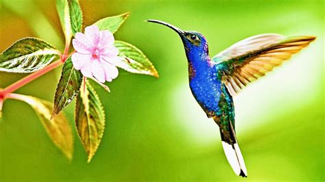 sunbird nest making - YouTube