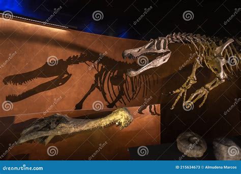 Dinosaur Fossil in the Natural History Museum Editorial Stock Photo ...