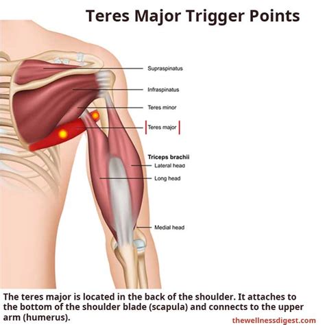 Teres Major Muscle: Arm and Shoulder Pain - The Wellness Digest