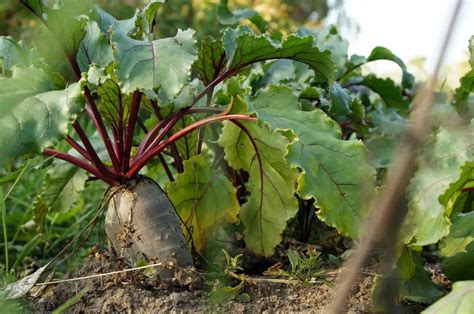 Companion Planting Arugula (Rocket Companion Plants) - Growing Guides