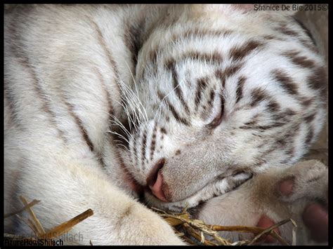 Sleeping Tiger cub by AzureHowlShilach on DeviantArt