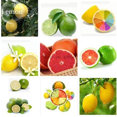 Rare Mixed 9 Types of Lemon Tree 20 planting available Seeds