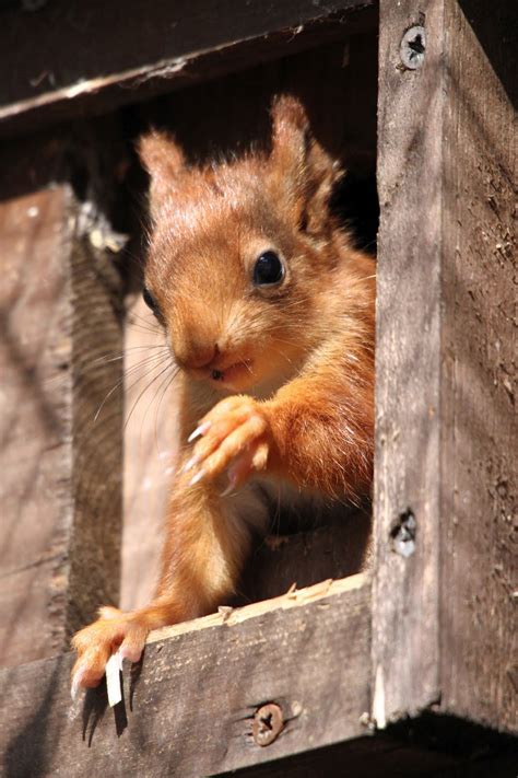 Wildwood Trust: Baby red squirrels at Wildwood