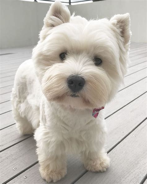 @hamishandjazzwesties 💖 | Westie puppies, Westie dogs, Cute dogs