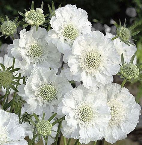 Scabiosa caucasica perfecta Alba - White Scabious - Garden Plants | 1000 | Flower garden ...