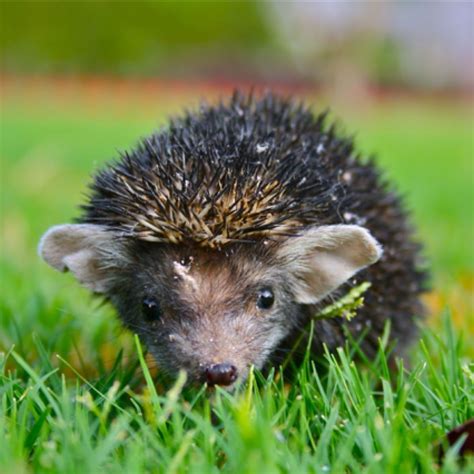 Indian long eared Hedgehog | Long eared hedgehog, Cute animals, Animals