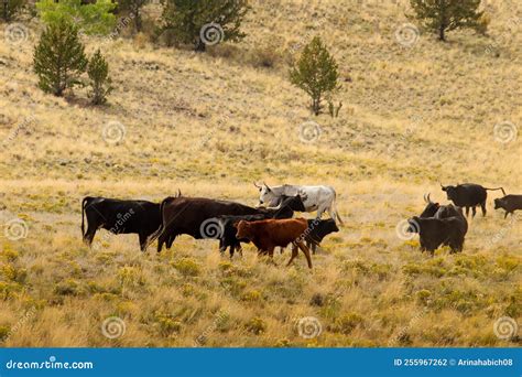 Open range cattle stock photo. Image of meat, agriculture - 255967262