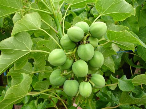 Farm Starter Blog (FSB): Jatropha: What is it used for?