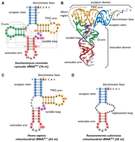 Trna Structure