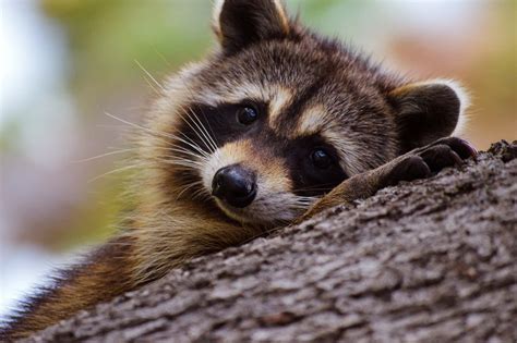 [100+] Cute Raccoon Pictures | Wallpapers.com