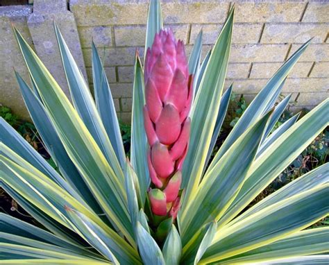 Variegated Yucca first flower in 10 years !! : Grows on You