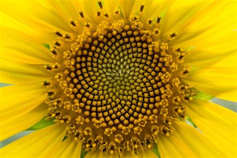 Close up of the sunflower. Sunflower florets are arranged in a natural ...