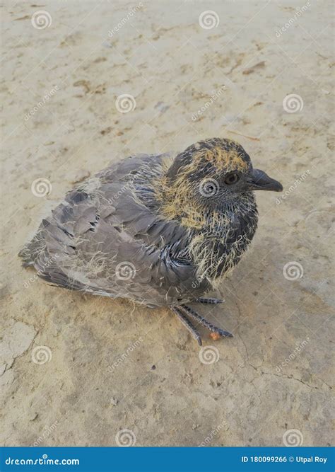 Baby Pigeon Nest In Load Panel Box Royalty-Free Stock Image | CartoonDealer.com #93035848