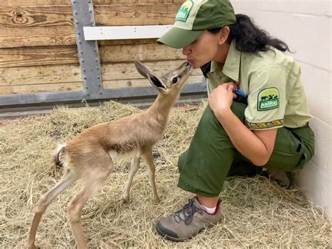 Baby Springbok Joins the Herd at Disney's Animal Kingdom - WDW News Today