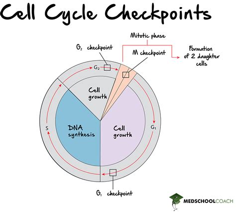 Cell Cycle Checkpoints Graph