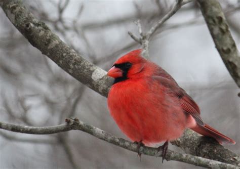 Kentucky's state bird | Wendy | Flickr