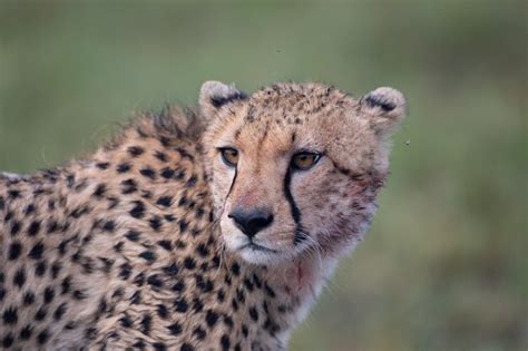 Premium Photo | Cheetah face close-up