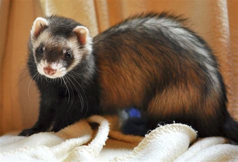 20 Ferret Colors and Patterns (With Pictures) - The Pet Savvy