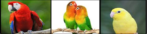 Family Parrot Bird - Parrots For Sale | Species Of Parrot Family Birds ...