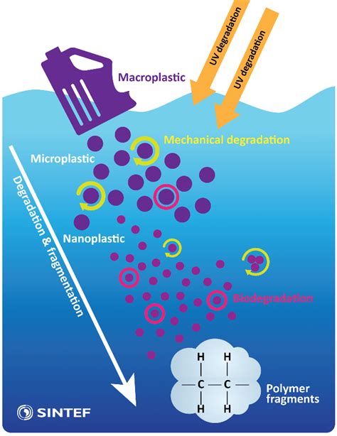 Overview of the main degradation processes and the fragmentation of... | Download Scientific Diagram