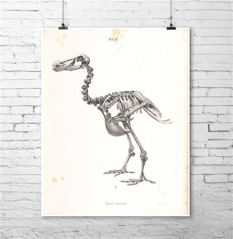 DODO Bird Skeleton Art Print Scientific Science Antique Illustration Extinct Animal Dinosaur ...