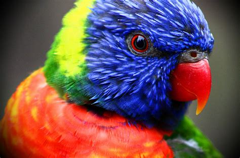 Rainbow Lorikeet 4k Ultra HD Wallpaper and Background Image | 3888x2558 ...