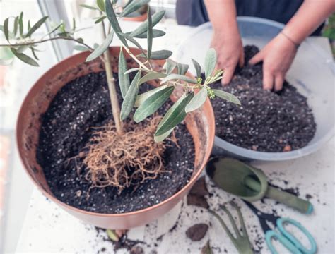 11 Tips for Growing Fruit Trees in Pots - Backyard Boss