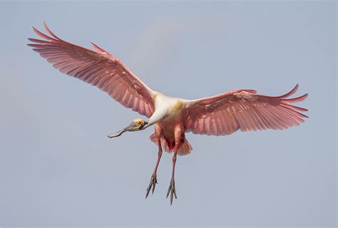 Photographing Birds in Flight