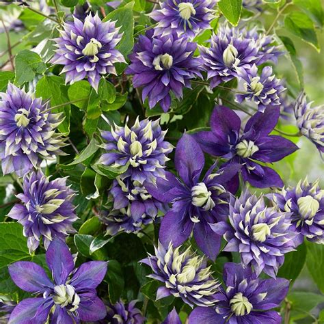 Buy clematis (group 3) Clematis 'Taiga (PBR)'