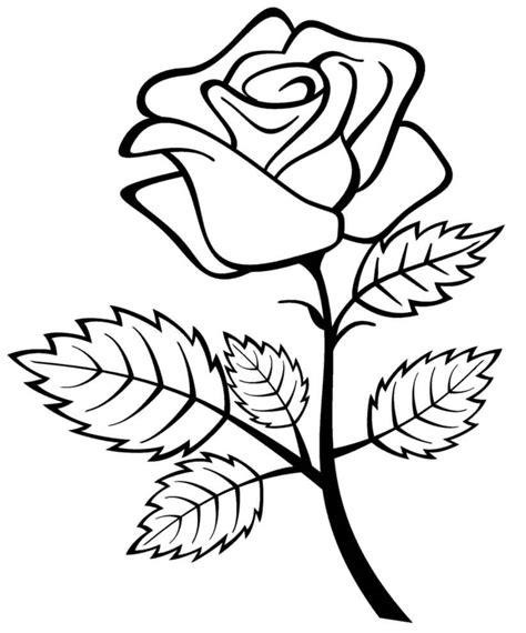 Cherokee Rose Drawing | Free download on ClipArtMag