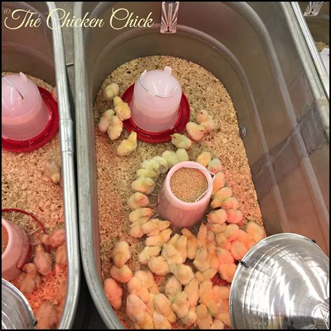 The Chicken Chick®: Flock Focus Friday 4/22/16: Spring Happenings