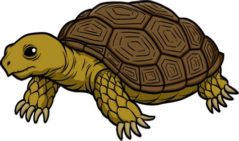 Download Tortoise Transparent HQ PNG Image | FreePNGImg