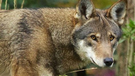 Feds abandon plan to shrink red wolf habitat - The Coastland Times ...