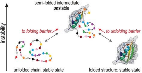 Two views on the protein folding puzzle | Atlas of Science